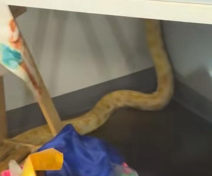 الثعبان الهارب الثعبان الهارب